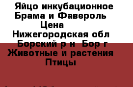 Яйцо инкубационное Брама и Фавероль › Цена ­ 50 - Нижегородская обл., Борский р-н, Бор г. Животные и растения » Птицы   